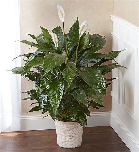 lilie death|spathiphyllum flowers for funeral.